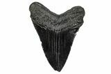 Fossil Megalodon Tooth - South Carolina #341466-1